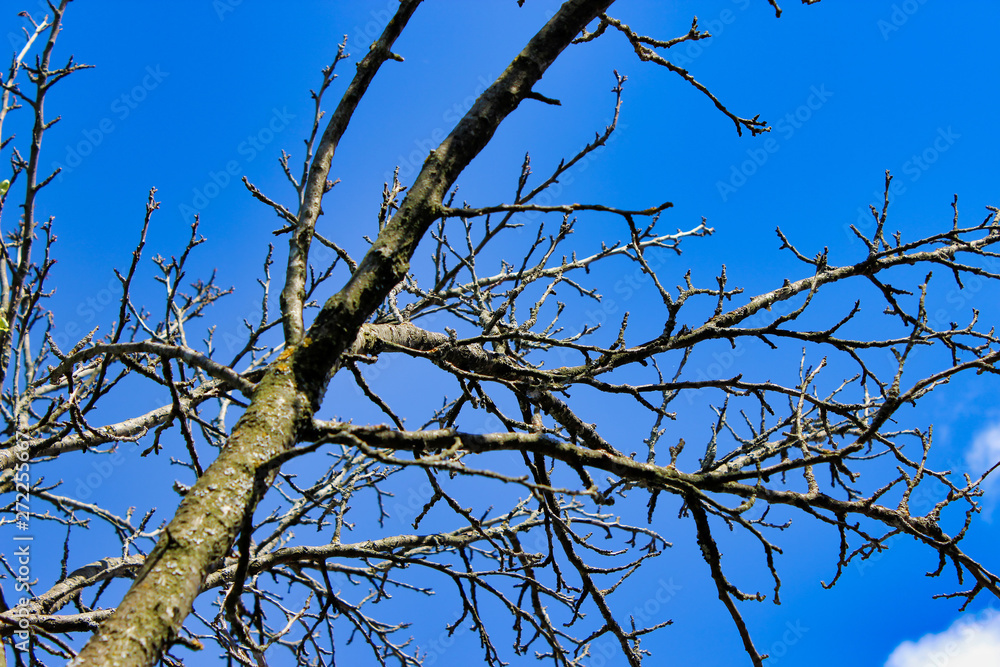 Dry dead tree branch against blue sky Dry dead tree branch against blue sky