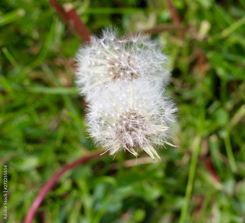 A close view of the white dandelions in the green grass.