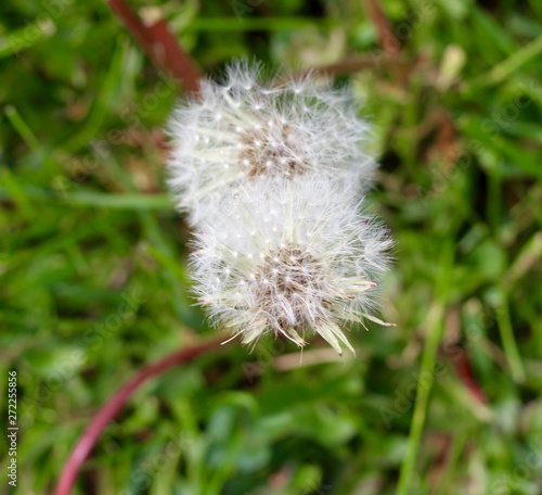 A close view of the white dandelions in the green grass.