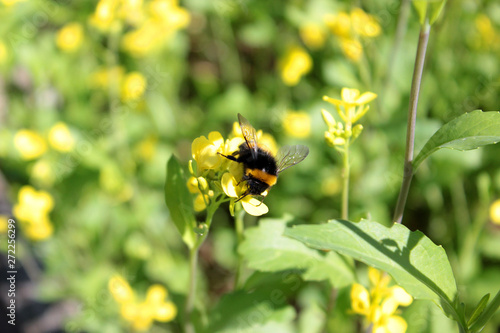 Bumblebee on summer flower. Nature background