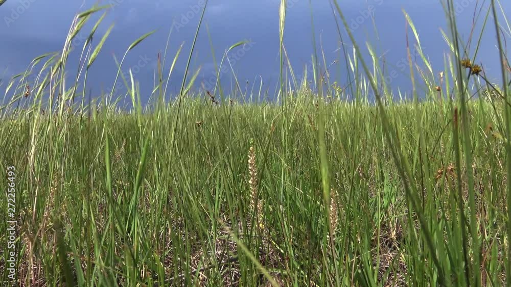 Ukrainian steppe. Grass and flowering plants swaying in the wind in the Landscape Park on the bank of the Tiligul estuary. Ukrainian steppe. Grass and flowering plants swaying in the wind in the Landscape Park on the bank of the Tiligul estuary.