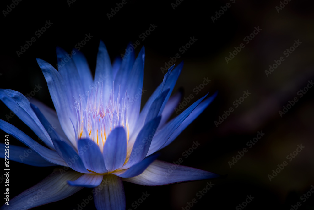 Fototapeta premium 睡蓮