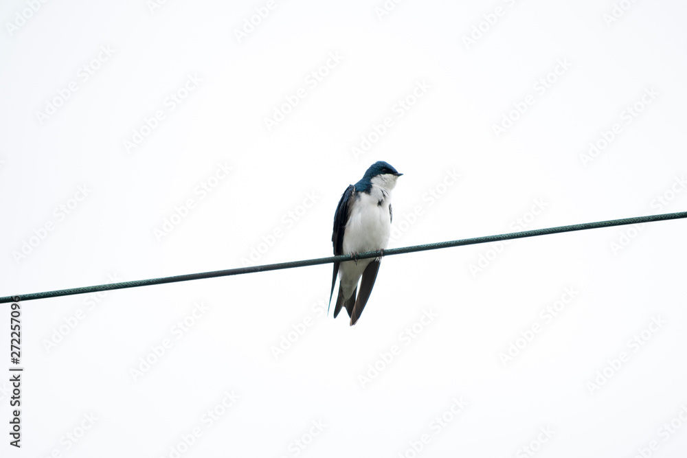 Tree Swallow on a Wire