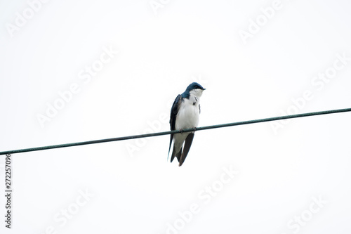 Tree Swallow on a Wire