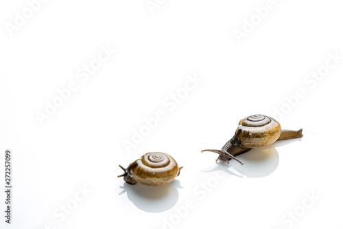 Two snails on a white background