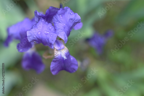 Fototapeta Naklejka Na Ścianę i Meble -  Closeup of purple iris flowers with dew drops close-up and blurred background