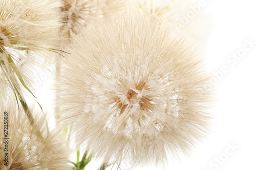 Large fluffy dandelion.