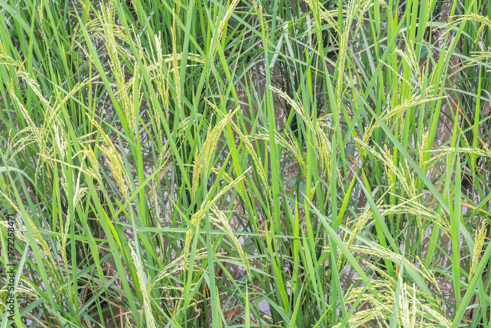 Rice Field In Thailand green rice farm, Green Background Rice Field In Thailand green rice farm, Green Background