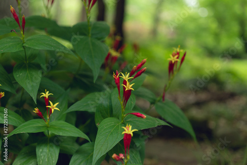 Red spigelia flowers in the spring. Spigelia marilandica.