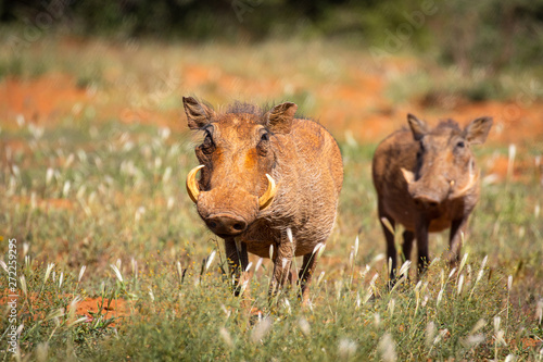 Warzenschwein (Phacochoerus africanus) photo