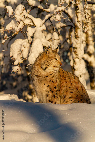 Close up of Lynx sitting in the snow I