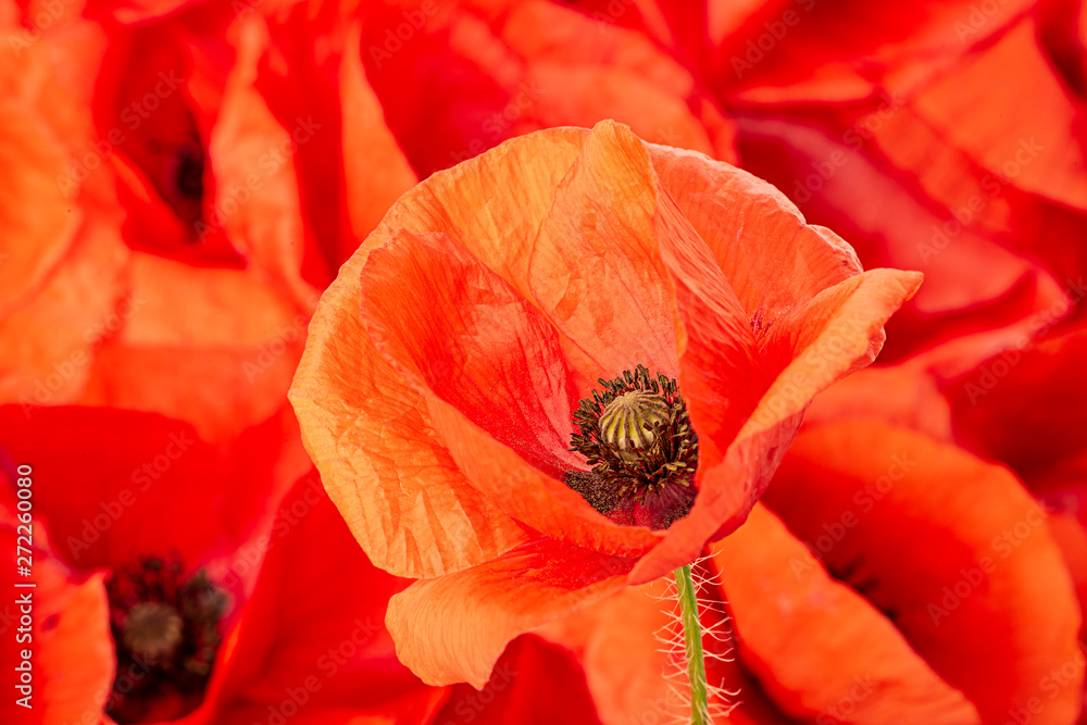 poppy flower - common poppy - Papaver rhoeas poppy flower - common poppy - Papaver rhoeas