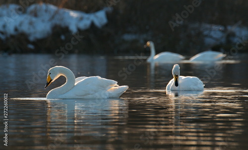 Russia. Altai territory. Protected freezing lake near the village of harvest in which live year-round wild swans and ducks.