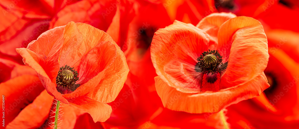 Obraz kwiat maku - mak pospolity - Papaver rhoeas