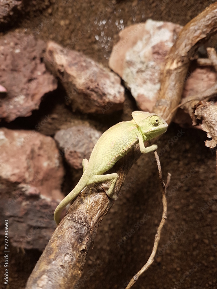 Fototapeta premium lizard on tree