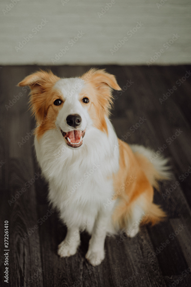 Fototapeta premium cute happy dog border collie makes a funny pose and sticks his tongue