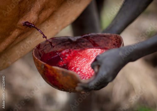 Suri man collecting blood from a cow in a calabash, Turgit village, Omo valley, Ethiopia photo