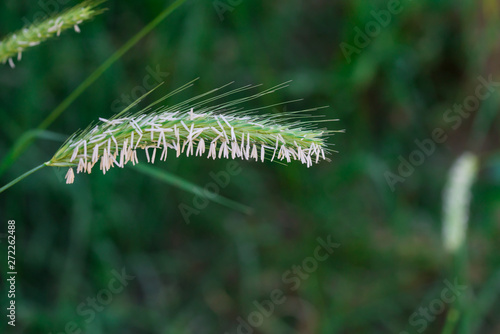 green spike and seeds in summer
