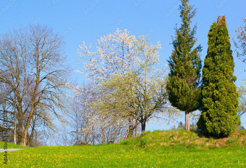 Obraz premium Laubbäume und Nadelbäume im Frühling