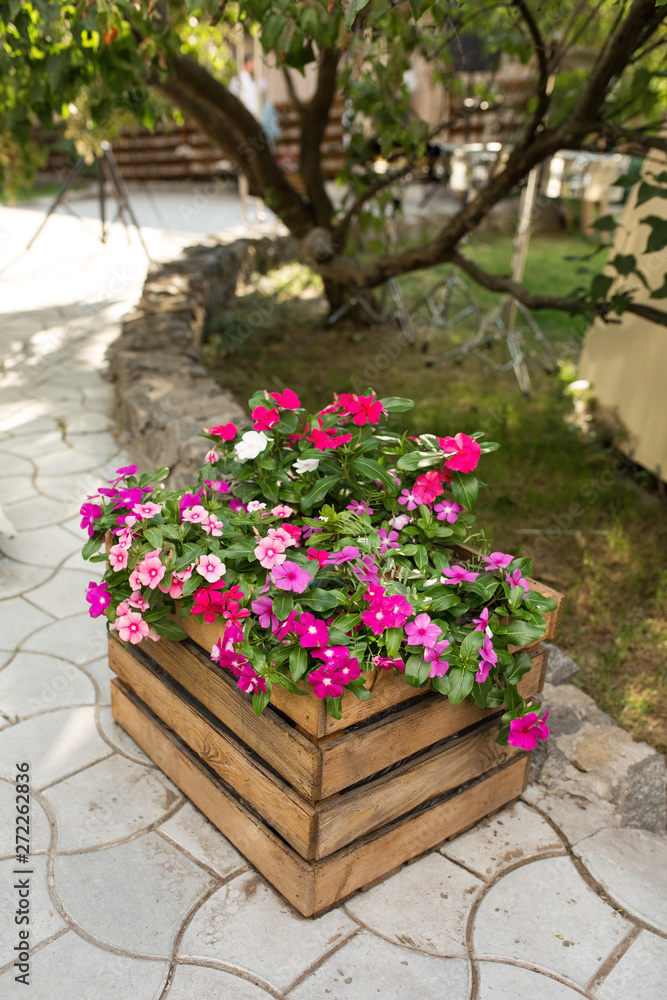 Obraz premium A flower bed with a beautiful pink and red flowers wooden box stands outdoors against the background of a tree and green lawn