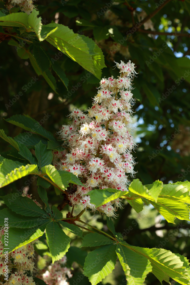 beautiful blooming chestnut tree in spring with leaves beautiful blooming chestnut tree in spring with leaves