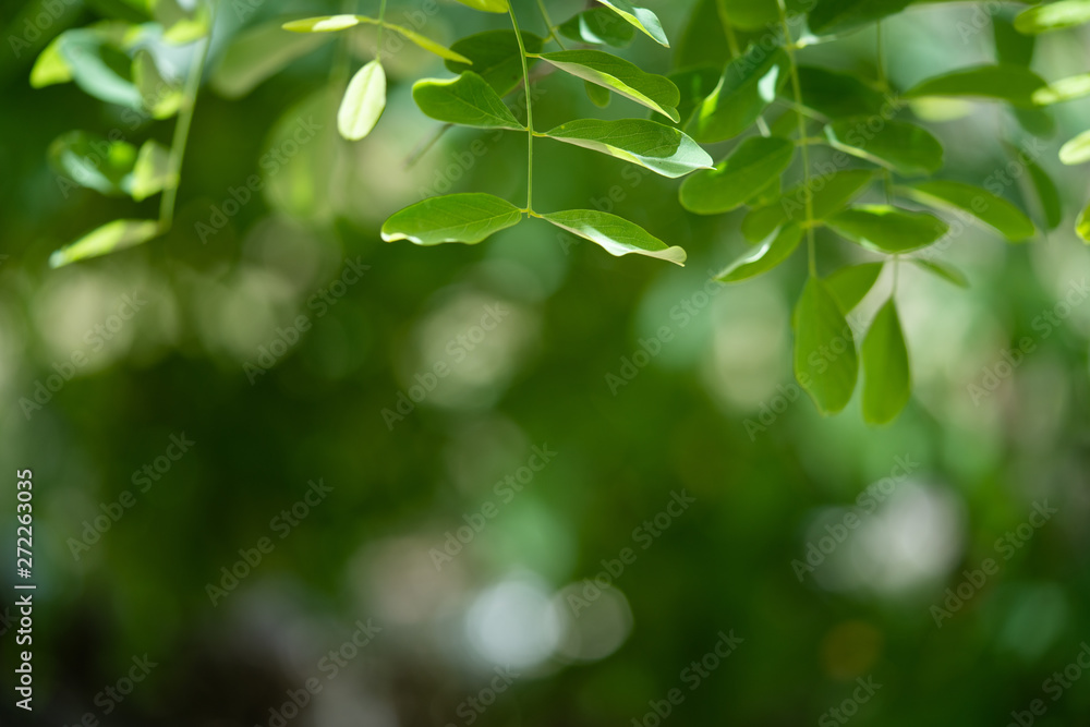 green leaves and bokeh background green leaves and bokeh background