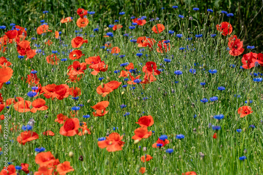scenic field of red corn poppies and blue cornflowers