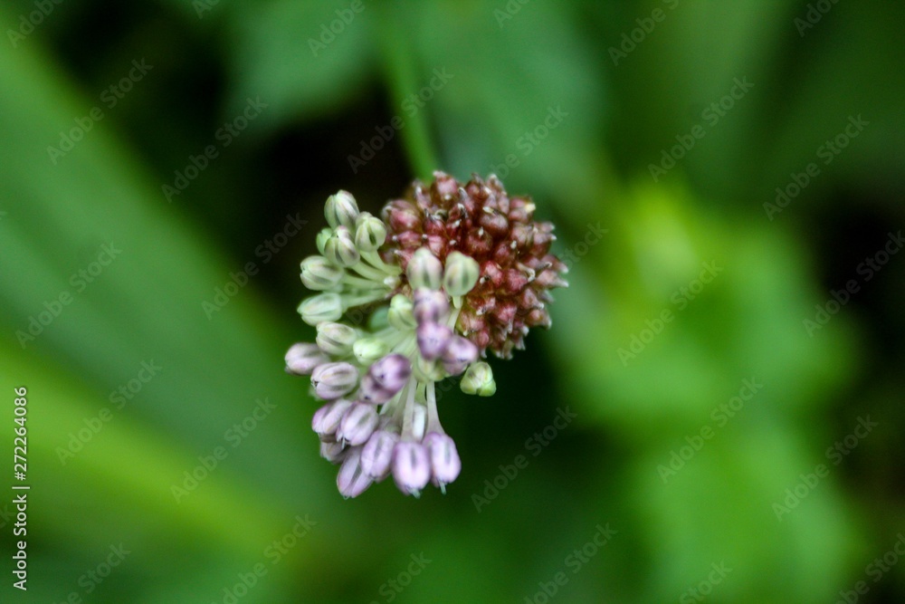 Closeup of Wild Garlic Flower Closeup of Wild Garlic Flower