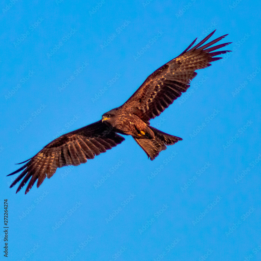 Obraz premium eagle in flight