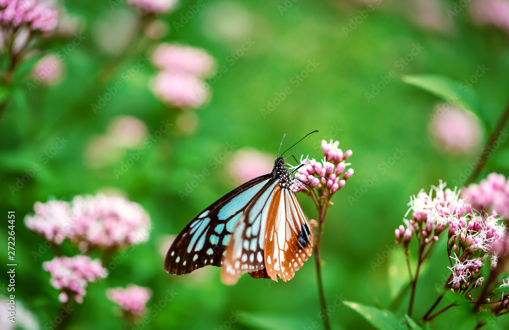 Blue butterfly perched on a budding pink flower Blue butterfly perched on a budding pink flower