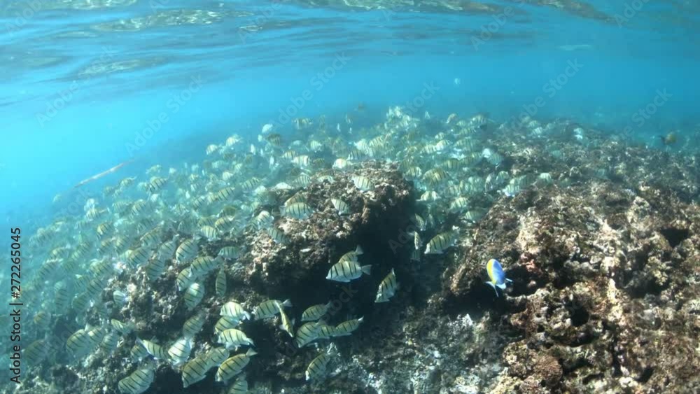 SLOW MOTION: Coral reef underwater of Felicite Island in Seychelles. Local school of tropical fish scissortail sergeant of Indian Ocean. SLOW MOTION: Coral reef underwater of Felicite Island in Seychelles. Local school of tropical fish scissortail sergeant of Indian Ocean.