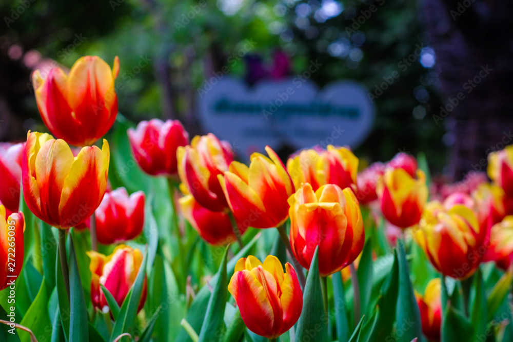 Fototapeta premium Colourful fresh tulip garden with green leaf