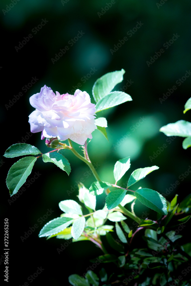 Obraz premium 薔薇の花