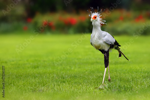 The secretarybird or secretary bird (Sagittarius serpentarius) , portrait.The secretary bird with green background.