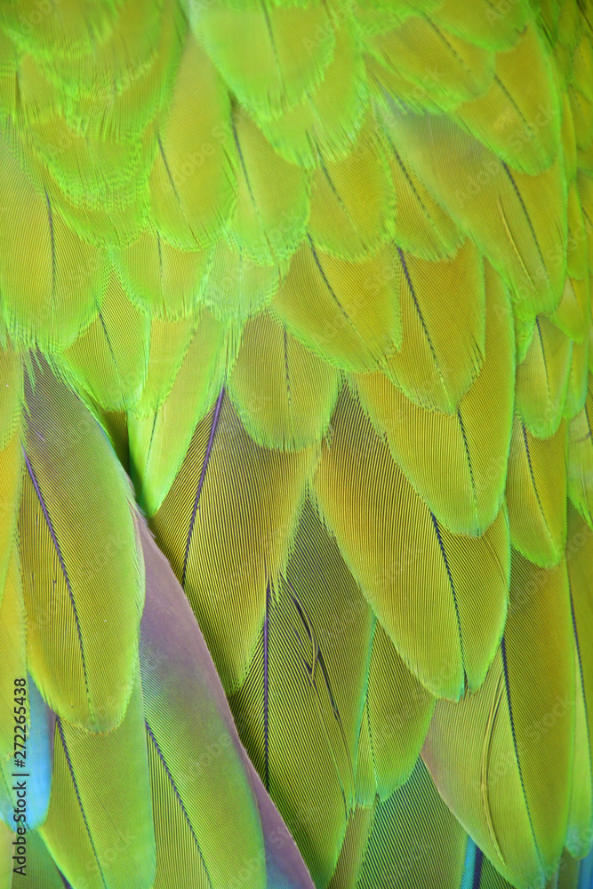 Obraz premium Buffon's macaw feathers