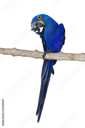 Hyacinth Macaw bird