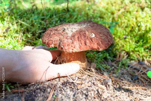 Woman hand pluck pick up edible white mushroom Cep, Porcino, bolete, boletus.