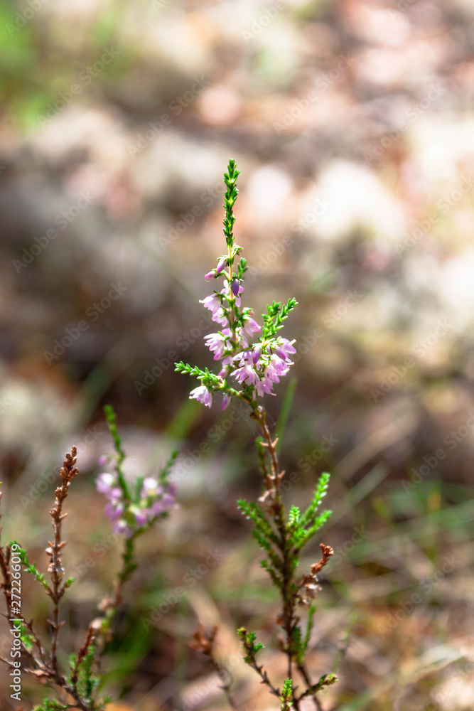 Beautiful branch of pink heather flower closeup in the forest on natural background Beautiful branch of pink heather flower closeup in the forest on natural background