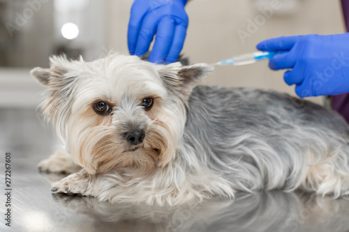 Professional veterinary doctor in blue rubber gloves do injection yorkshire terrier. Pet healthcare concept