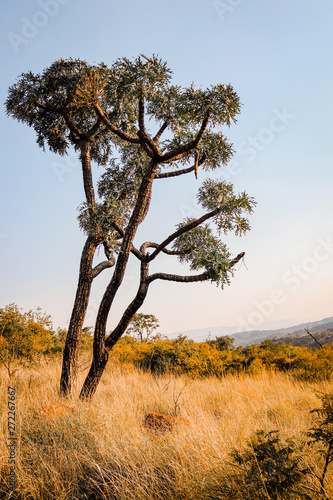 Tree in Africa 1