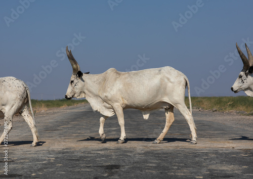 Cows crossing a road, Afar region, Semera, Ethiopia photo