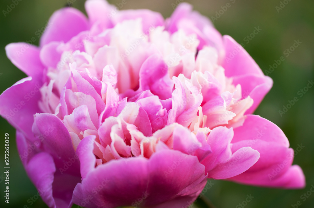 peonies with dew drops