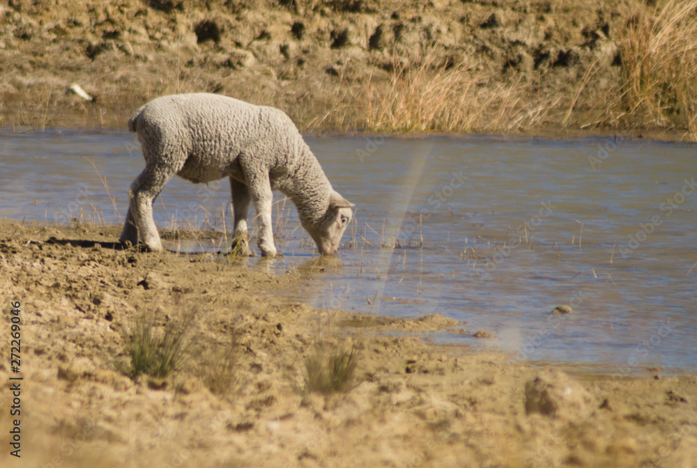 Obraz premium LAMB DRINKING FROM POND