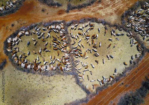 Aerial view of cows suffering from the drought grouped in fences to be fed by the governement, Oromia, Yabelo, Ethiopia photo