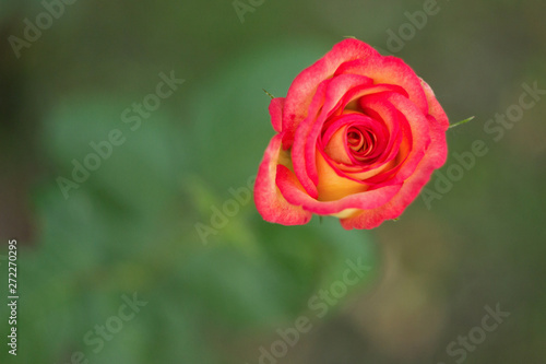 Pink rose bud in the garden, close up © sveten
