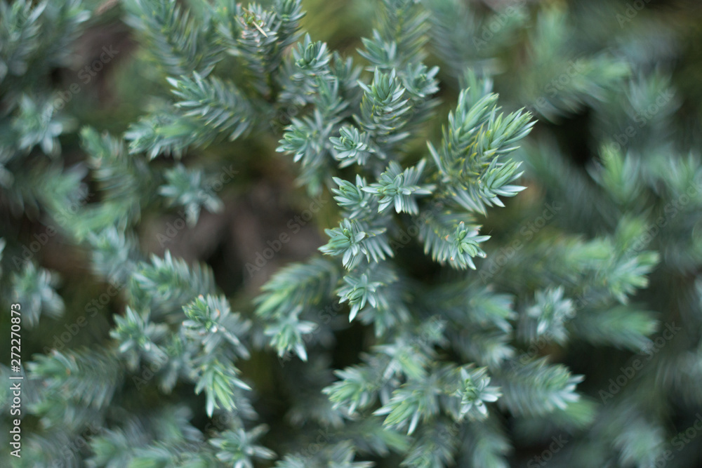 The juniper bush background close in a garden The juniper bush background close in a garden