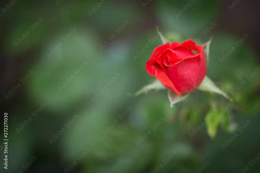 Pink rose bud in the garden, close up Pink rose bud in the garden, close up