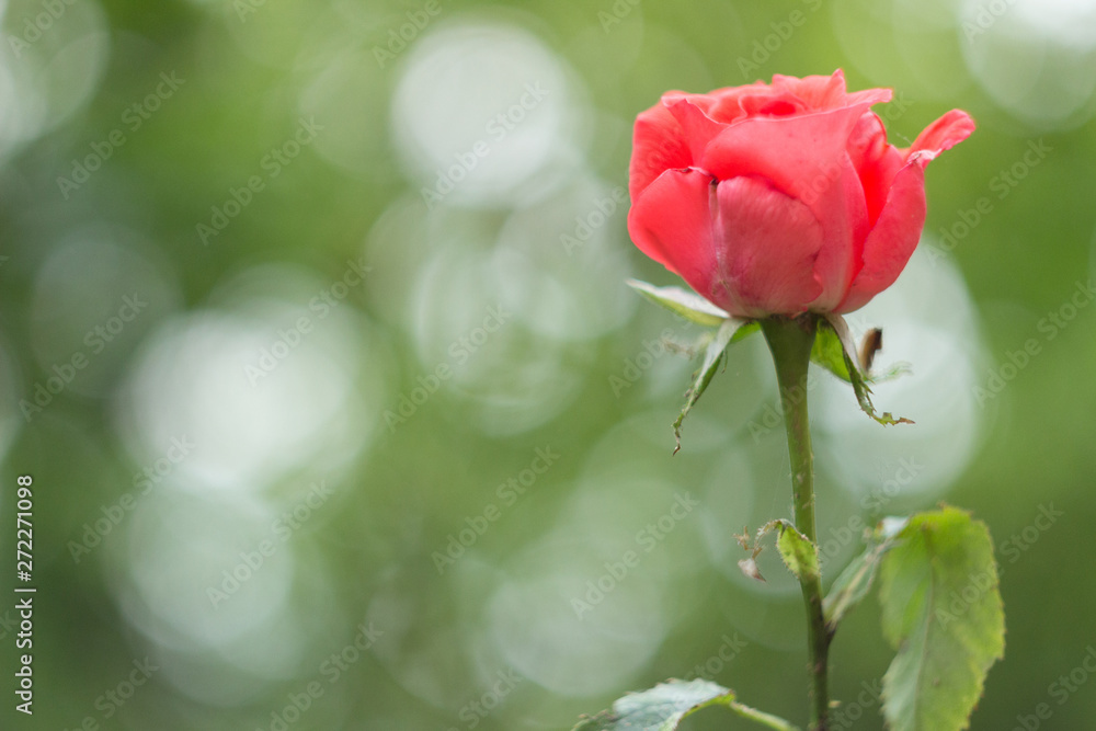Obraz premium Pink rose bud in the garden, close up