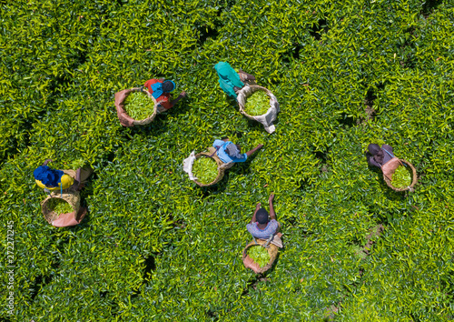 Aerial view of ethiopian people working at green tea plantation, Keffa, Bonga, Ethiopia