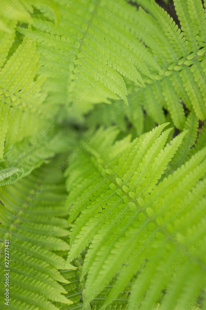 Beautyful fern leaves in a garden, close up